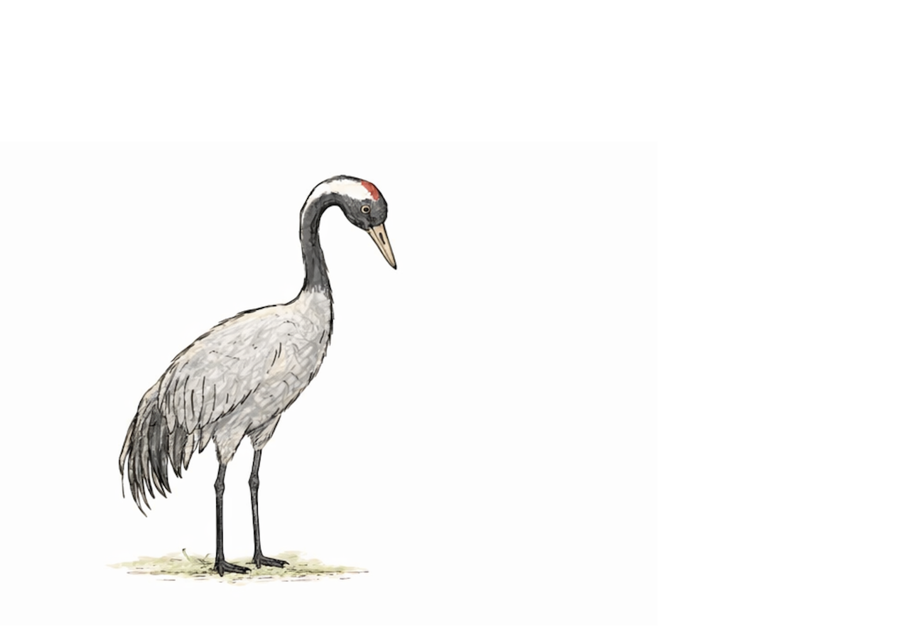 Illustration of a sarus crane from Dali Forest